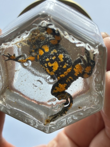 European Fire-Bellied Toad
