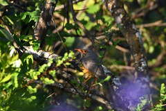 Turdus tephronotus
