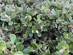 Ceanothus maritimus