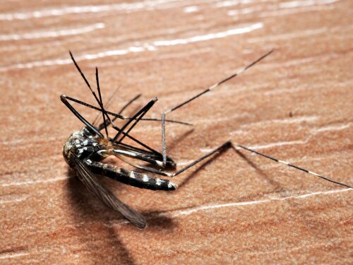 Asian Bush Mosquito