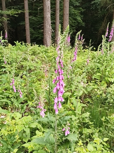 purple foxglove