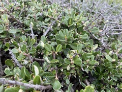 Ceanothus maritimus