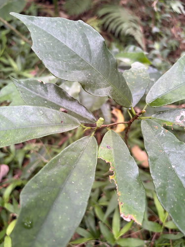 Ficus formosana, photograph 3