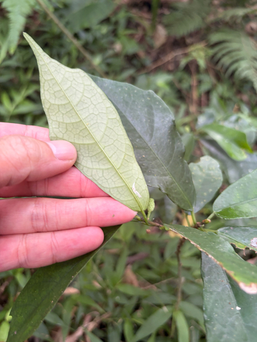 Ficus formosana, photograph 5