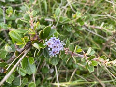 Ceanothus maritimus