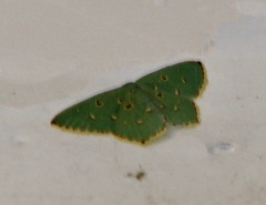 Comostola meritaria