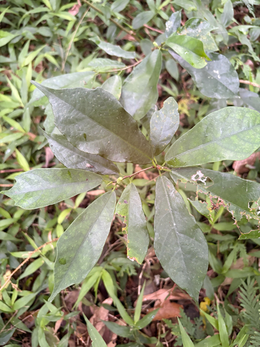 Ficus formosana, photograph 4