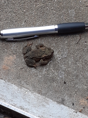 Spiny Toad