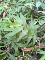 Ichnanthus pallens, photograph (c) 呂一起(Lyu yi-chi), some rights reserved (CC BY)