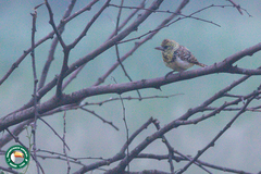 Trachyphonus darnaudii