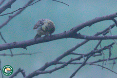 Trachyphonus darnaudii