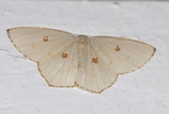 Comostola meritaria