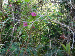 Rubus spectabilis