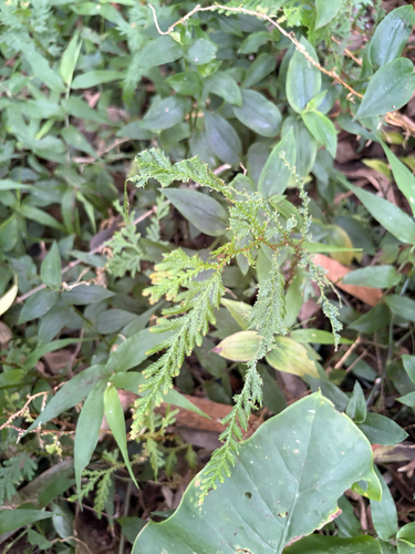 Selaginella delicatula, photograph 6