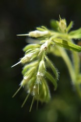 Lithospermum decipiens