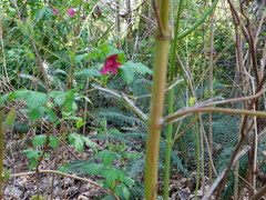 Rubus spectabilis