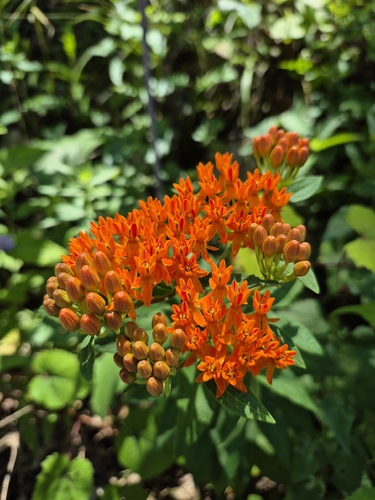 butterfly milkweed