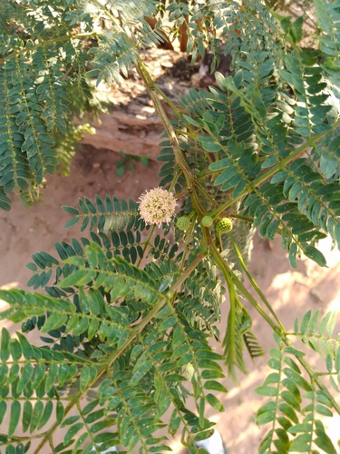 White leadtree