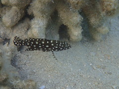 Summan Grouper photo 2