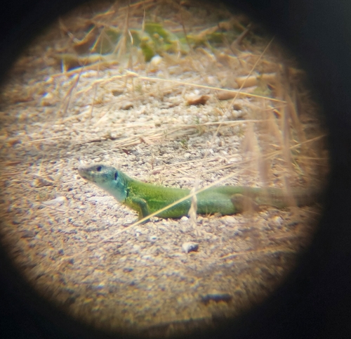 Green Lizard
