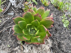Dudleya palmeri