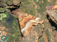 Tytroca leucoptera