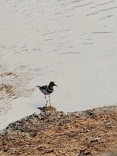 iNaturalist image