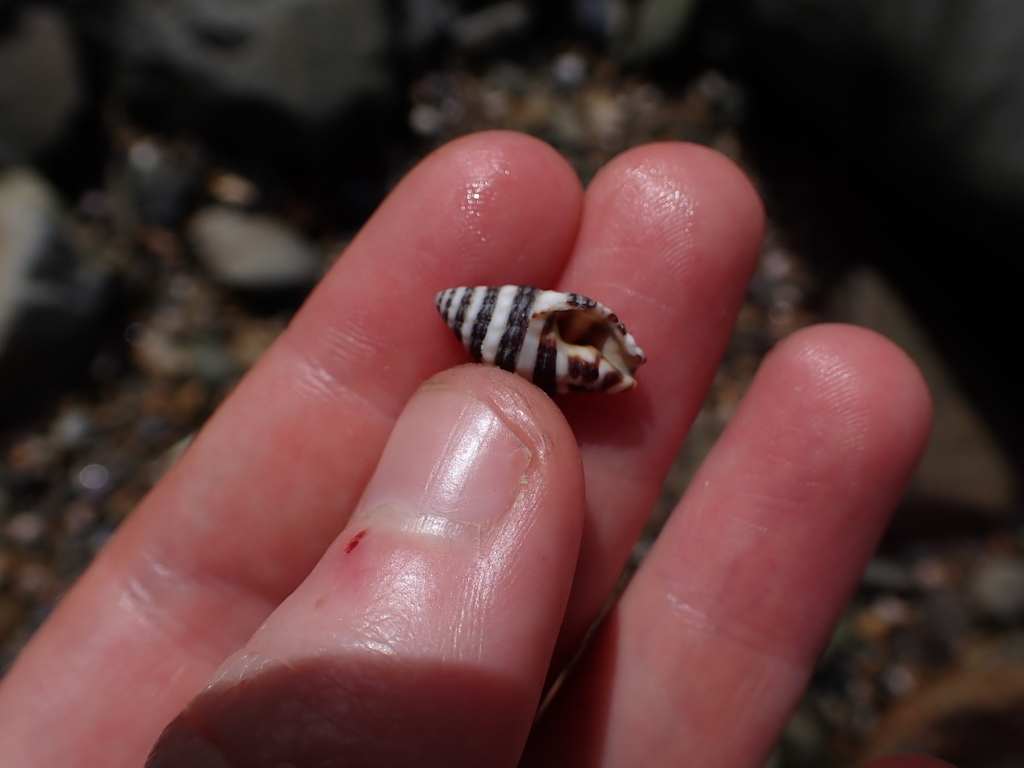 Engina zonalis