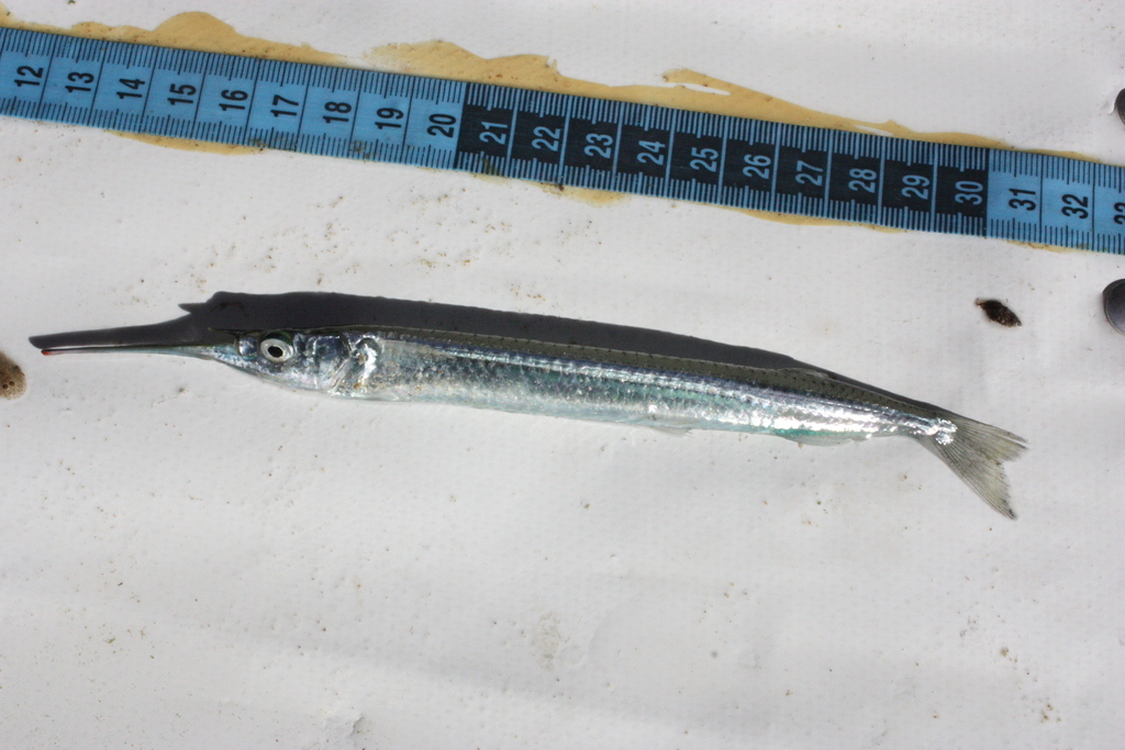 Cape halfbeak (Hyporhamphus capensis) — Hemiramphidae