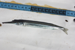 Hyporhamphus capensis
