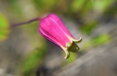 Clematis glaucophylla