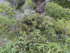 Arctostaphylos cruzensis