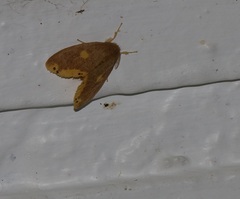 Euproctis quadrangularis