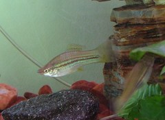 Xiphophorus hellerii