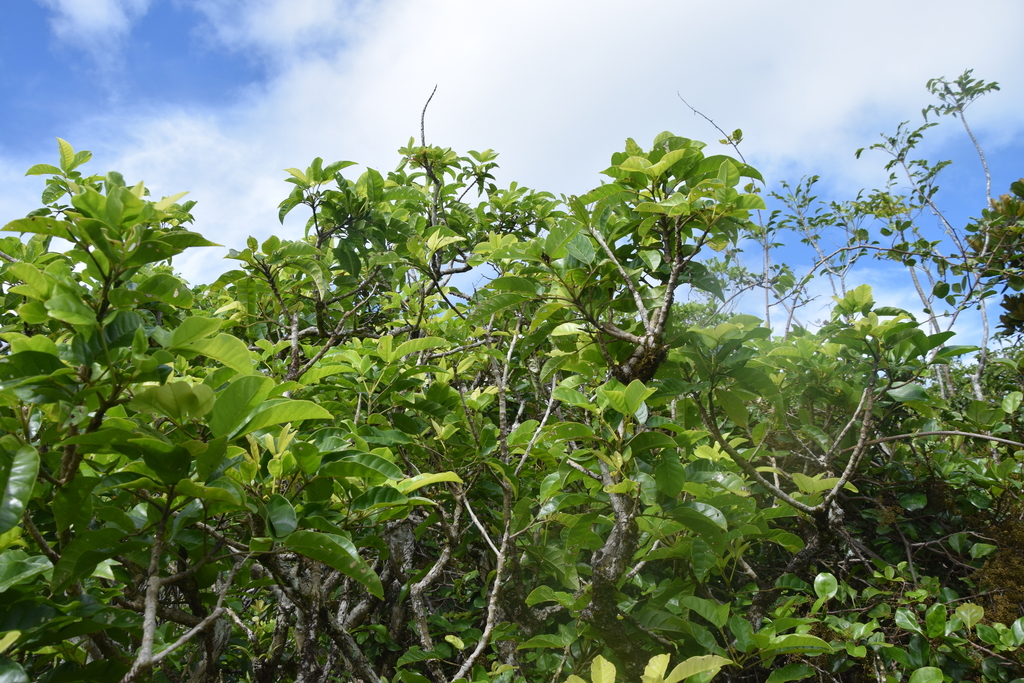 Vitex collina