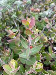 Arctostaphylos cruzensis