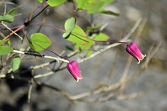 Clematis glaucophylla