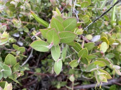 Arctostaphylos cruzensis