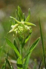 Lithospermum decipiens