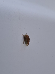Cyrtolobus fenestratus