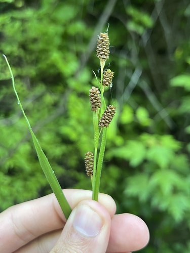 Carex shortiana, photograph 6