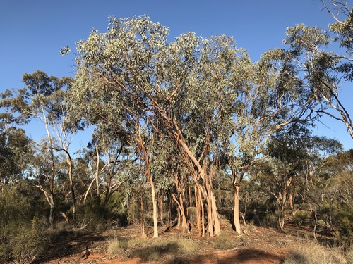 Eucalyptus woodwardii · BioDiversity4All