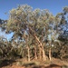 Eucalyptus woodwardii - Photo (c) Dean Nicolle, μερικά δικαιώματα διατηρούνται (CC BY-NC), uploaded by Dean Nicolle