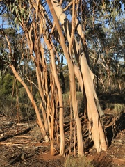 Eucalyptus woodwardii