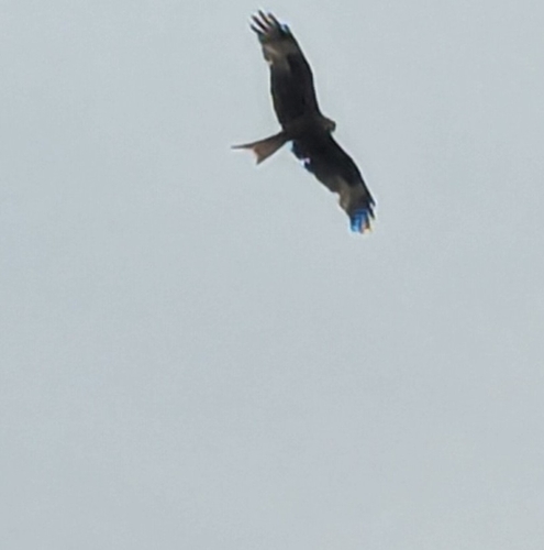 Red Kite