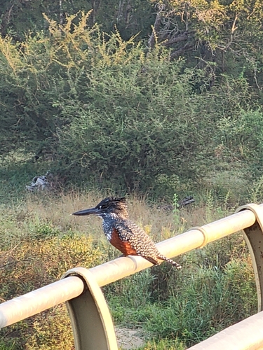 iNaturalist image