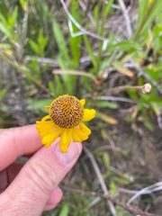Helenium puberulum