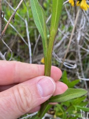 Helenium puberulum