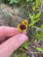 Helenium puberulum