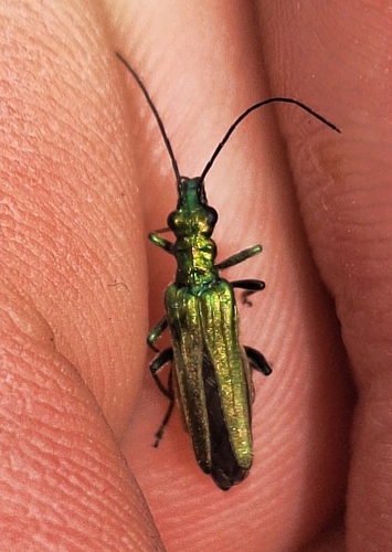 Thick-legged Flower Beetle